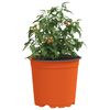 vidaXL Blomsterpotte 200 pcs Keramikk &Oslash; 15 x 13 cm Plast