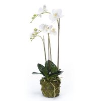 Emerald Kunstig phalaenopsis orkidé 70 cm hvit