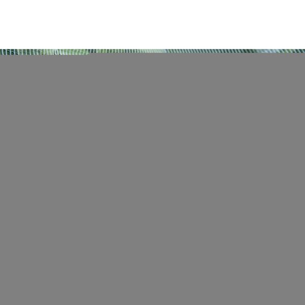 Natur Anti-insektsnett mot eplevikler-møll 6030450