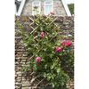 Nature Hageespalier 45x180 cm 6040720