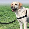 PetSafe Hundesele Easy Walk L svart