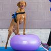 FitPAWS Balanseball til kj&aelig;ledyr TRAX Donut 55 cm lilla