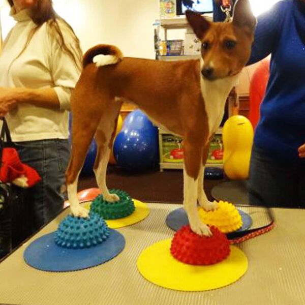 FitPAWS Mål 4 stk gul og blå