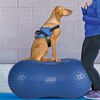 FitPAWS Balanseplattform kj&aelig;ledyr Trax Peanut 60 cm bl&aring;