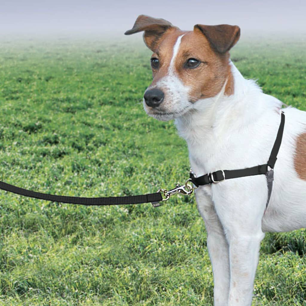 Easy walk hundesele hotsell