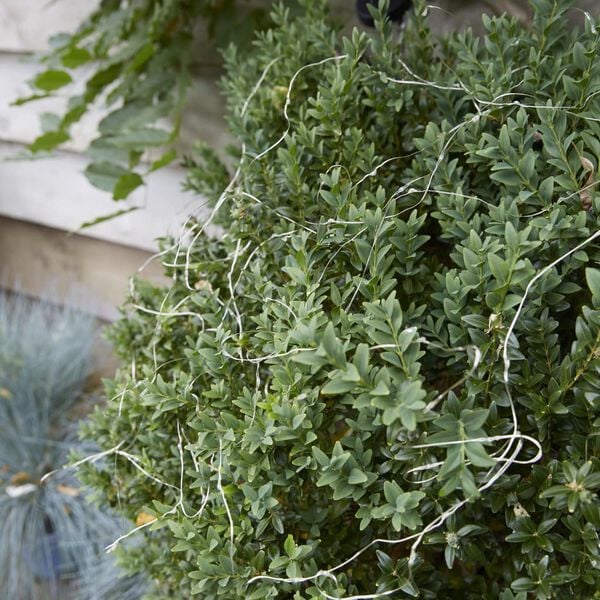 Luxform Soldreven micro LED-lysslynge Sevilla