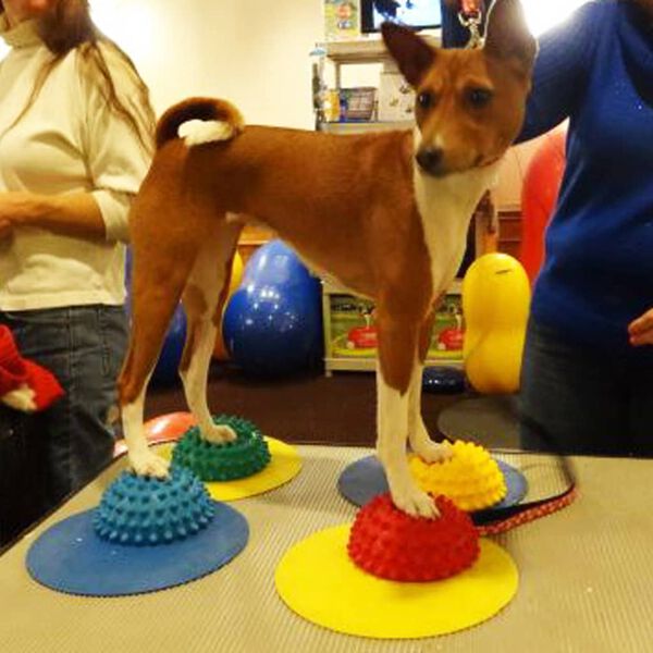 FitPAWS Balanseputer for kj&aelig;ledyr 4 stk