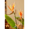 Emerald Kunstig plante Strelitzia i potte med blomster 120 cm
