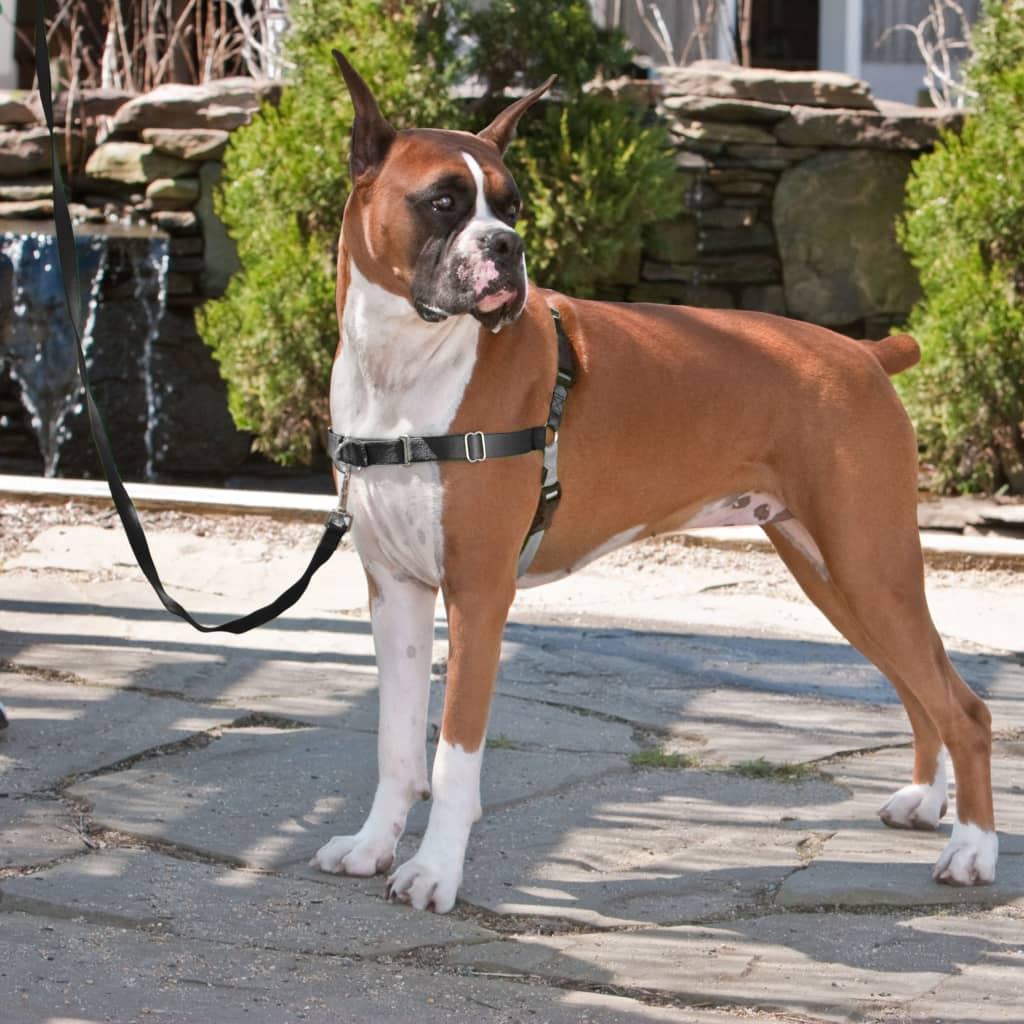 Easy walk hundesele clearance